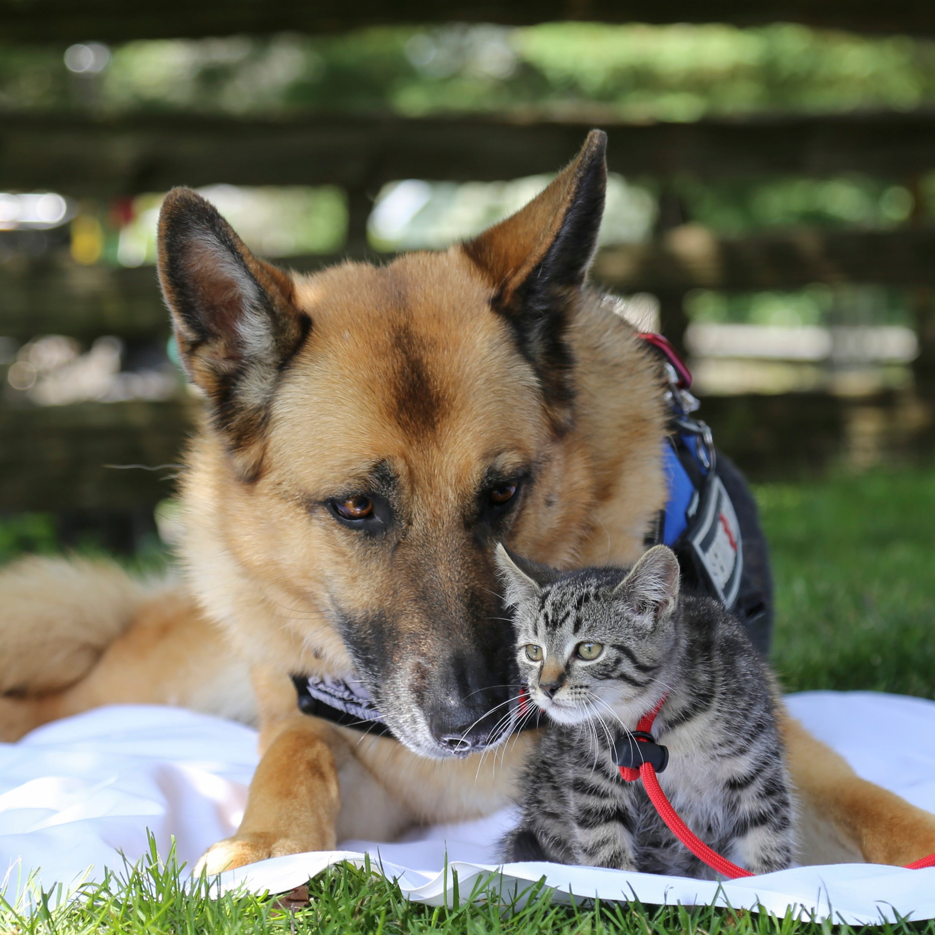 First Aid for Dogs & Cats